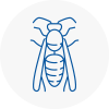 Hither Green Wasp Nest Removal